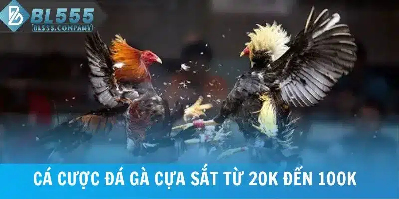 Cá cược đá gà cựa sắt từ 20.000 đồng đến 100.000 đồng